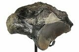 Fossil Mosasaur (Clidastes?) Vertebra w/ Metal Stand - Texas #335031-2